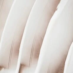 Creme Visage Nourrissante 8 Creme Visage Nourrissante -Endros Cosmetiques Boutique creme visage nourrissante endro cosmetiques creme visage 439587